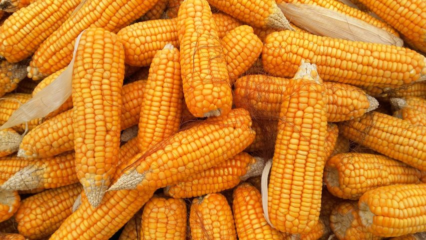 الزراعة توضح أهم أصناف الذرة الشامية المعتمدة