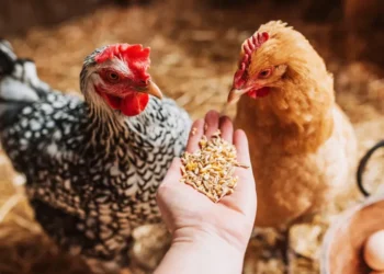 طرحها تجاريا بعد عامين.. الزراعة تعلن إنتاج أول سلالة دواجن محلية باسم «طنطا 1»