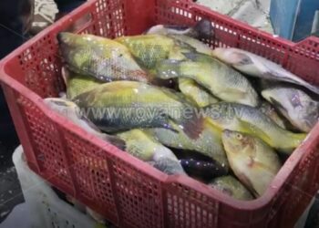 الأردن يمنع استيراد أسماك مخالفة بعد ضبط نحو 1500 كيلو جرام من السمك التالف