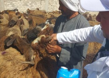 فحص وعلاج 2547 طائر ورأس ماشية خلال قافلة بيطرية في الغربية