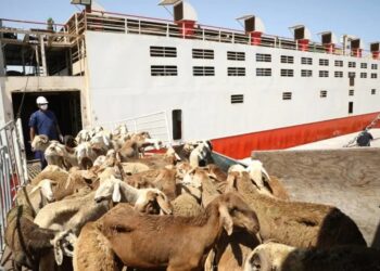 السعودية| ميناء جدة يستقبل أكثر من مليون و400 ألف رأس ماشية