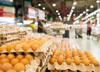 شعبة الدواجن حول ارتفاع أسعار البيض خلال الأسبوع الماضي: الأعلاف هي المعيار