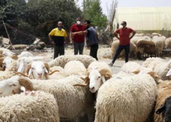 السعودية ترفع الحظر عن صادرات الماشية الأردنية