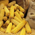 رويترز: مخاوف الجفاف تؤثر على العقود الآجلة للذرة بالسوق العالمي