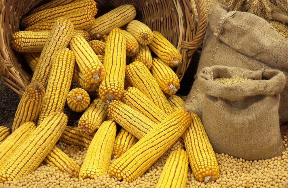 رويترز: مخاوف الجفاف تؤثر على العقود الآجلة للذرة بالسوق العالمي
