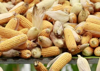 واردات زمبابوي من الذرة