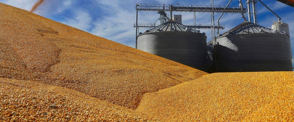 كندا تنضم للولايات المتحدة في لجنة النزاع التجاري بشأن قيود المكسيك على واردات الذرة المعدلة وراثيًا