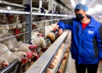 الزراعة توجه نصائح لمربى الثروة الحيوانية والداجنة لمواجهة ارتفاع الحرارة
