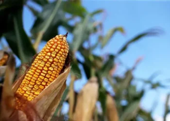 الجزائر تطرح مناقصة لشراء 240 ألف طن من الذرة