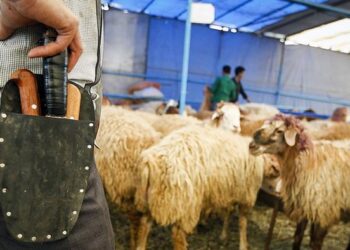 بيطري الشرقية: ذبح 1280 رأس ماشية خلال عيد الأضحى