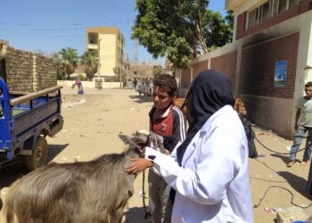 بيطري الأقصر يعقد ندوات توعوية للأسر بمرضي الحمى القلاعية والوادي المتصدع