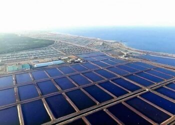 برلمانية: مشروع الفيروز للاستزراع السمكى ببورسعيد يسهم فى زيادة الثروة السمكية