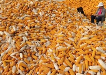 كوناب: اكتمال حصاد محصول الذرة البرازيلي الثاني بنسبة 47.9%