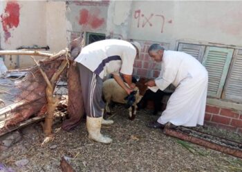 الفرق البيطرية بالبحيرة: تحصين 191.9 ألف رأس ماشية ضمن أعمال الحملة القومية الثانية