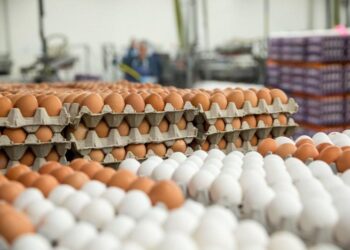 أسعار البيض الأبيض والأحمر بالمزارع