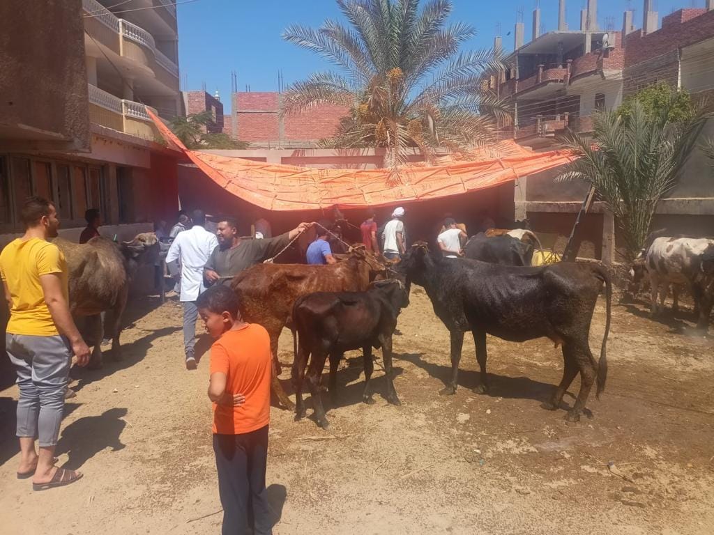 «بيطري الشرقية»: إجراء المسح التناسلي والتلقيح الاصطناعي لـ5 آلاف رأس ماشية