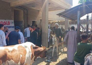 غدا.. انطلاق الحملة القومية الثانية لتحصين المواشي ضد الحمى القلاعية والوادي المتصدع