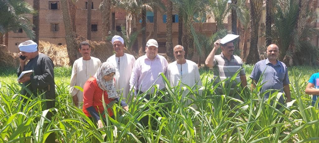 معهد وقاية النباتات يواصل توعية المزارعين بكيفية السيطرة على دودة الحشد الخريفية