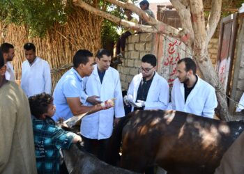 بيطرى الجيزة تطلق قوافل مجانية لدعم مربى الماشية بمركزى الصف والعياط