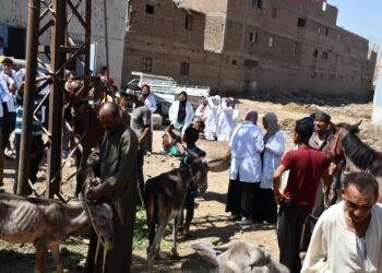 بيطرى المنوفية: تحصين أكثر من 33 ألف رأس ماشية ضد مرضي الحمى القلاعية والوادى المتصدع