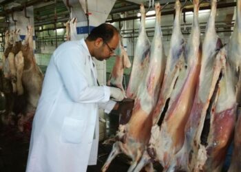 بيطري الشرقية: ذبح 505 رؤوس ماشية وأغنام أضاحي بالمجان