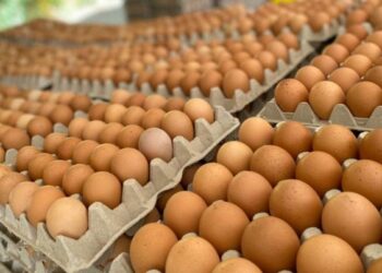 استقرار أسعار البيض اليوم الأحد بالمزرعة