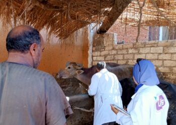 تحصين 51 ألف رأس ماشية ضد الأمراض المعدية بكفر الشيخ
