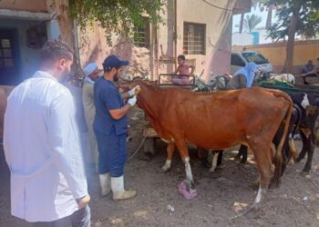 علاج وفحص أكثر من 5900 رأس ماشية مجانا لصغار المربين ببني سويف
