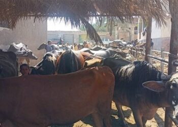 الزراعة: فحص وعلاج أكثر من 8000 رأس ماشية خلال قافلة بيطرية مجانية لصغار المربين