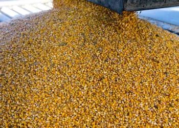 تراجع صادرات الولايات المتحدة من الذرة وفول الصويا مع اقتراب نهاية موسم 2022/23