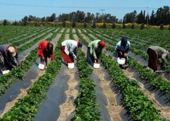 اليابان تطلق برنامج لدعم وتنمية إنتاج فول الصويا في غانا
