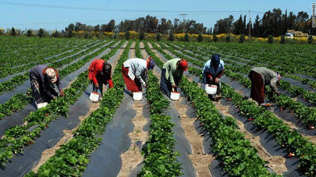 اليابان تطلق برنامج لدعم وتنمية إنتاج فول الصويا في غانا