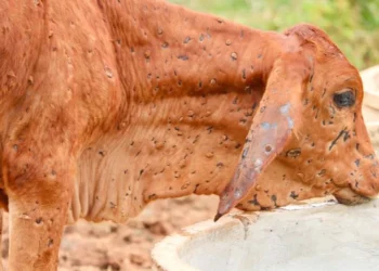 إندونيسيا تفرض حظرا على واردات الماشية الحية من أستراليا