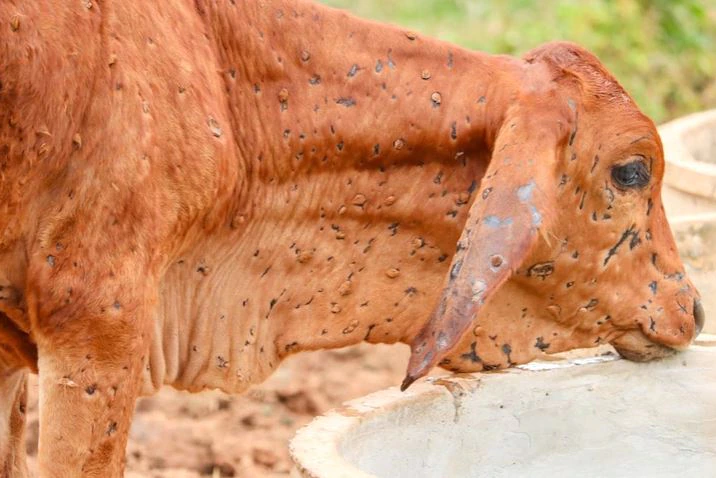 إندونيسيا تفرض حظرا على واردات الماشية الحية من أستراليا