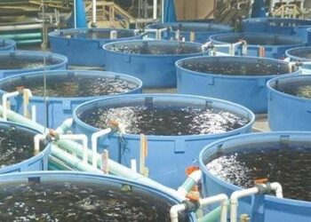 سلطنة عمان تنفذ مشروع ضخم لاستزراع الأسماك البحرية بالمياه المستملحة