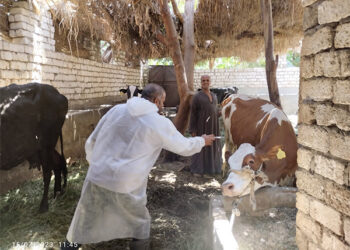 بيطري الجيزة: تحصين 111 ألف رأس ماشية ضد الوادي المتصدع والحمي القلاعية 