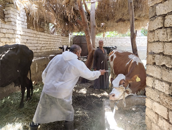 بيطري الجيزة: تحصين 111 ألف رأس ماشية ضد الوادي المتصدع والحمي القلاعية 