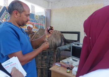 علاج وفحص نحو 3800 رأس ماشية لصغار المربين خلال قافلة بيطرية مجانية بالقليوبية