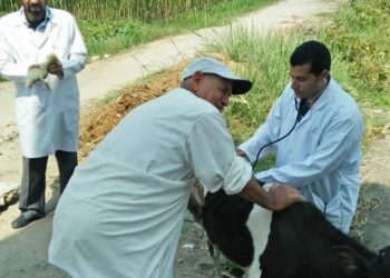 جامعة الزقازيق: علاج 2320 حيوانا وطائرا خلال قافلة بيطرية بإحدى قرى أبو حماد