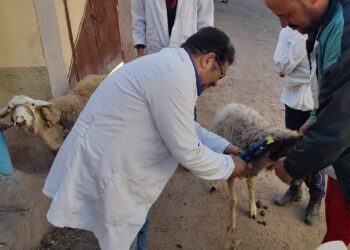 تحصين 453 ألفاًَ و386 رأس ماشية ضد الأمراض الوبائية بالشرقية