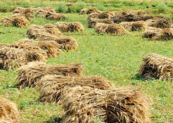 مجموعة NOFI الكورية الجنوبية تتعاقد على شراء 55000 طن من قمح العلف في صفقة خاصة