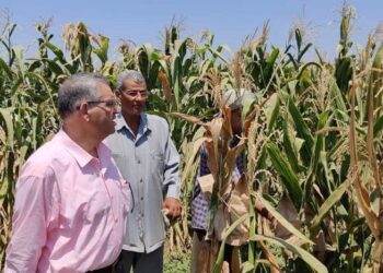 الزراعة تتابع حقول إكثار التقاوى للذرة الشامية ومحاصيل الأعلاف الصيفية