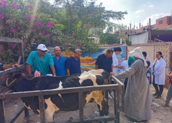 «الزراعة» تطلق قافلة بيطرية مجانية لعلاج مواشي صغار المربين في الوادي الجديد