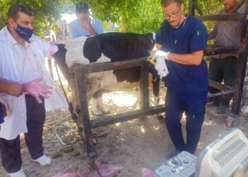 قافلة بيطرية مجانية لعلاج موشى صغار المزارعين في وادى النطرون