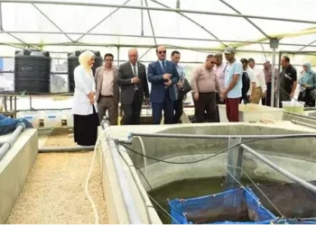 رئيس جامعة العريش يشهد حصاد إنتاج المزارع السمكية بمركز بحوث الأسماك