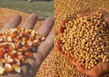 تراجع عمليات فحص صادرات الحبوب في الولايات المتحدة