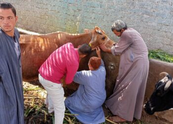 رش وتحصين 1259 رأس ماشية ضد الطفيليات الداخلية والديدان خلال قافلة بيطرية بالجيزة