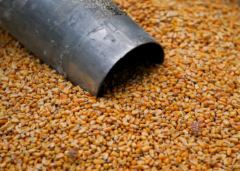 مجموعة MFG الكورية الجنوبية تطرح مناقصة لشراء 140.000 طن من الذرة.. ورفض جميع العروض