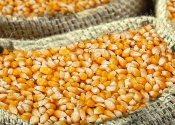 Agrural ترفع تقديرات إنتاج البرازيل من الذرة إلى 135 مليون طن لعام 2023