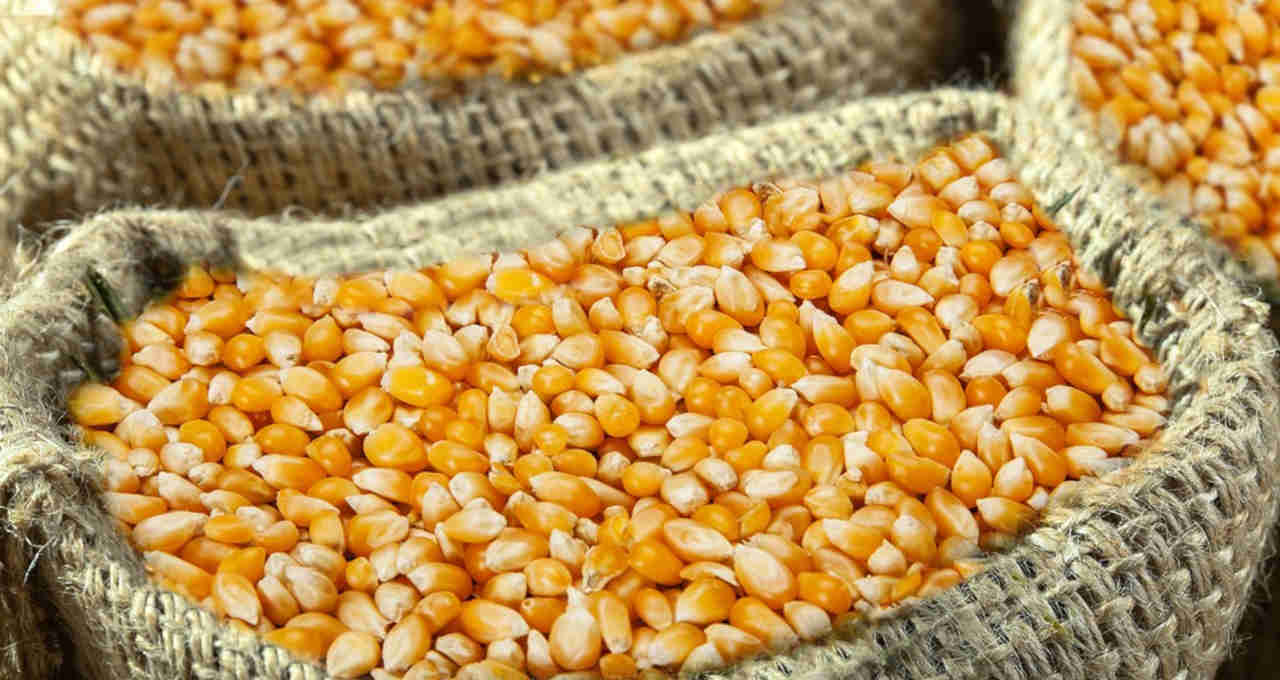 Agrural ترفع تقديرات إنتاج البرازيل من الذرة إلى 135 مليون طن لعام 2023